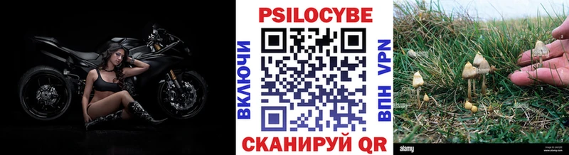 Псилоцибиновые грибы Psilocybe  Новоульяновск 